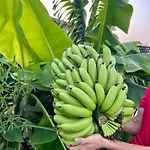别墅 Lapethos 凯里尼亚